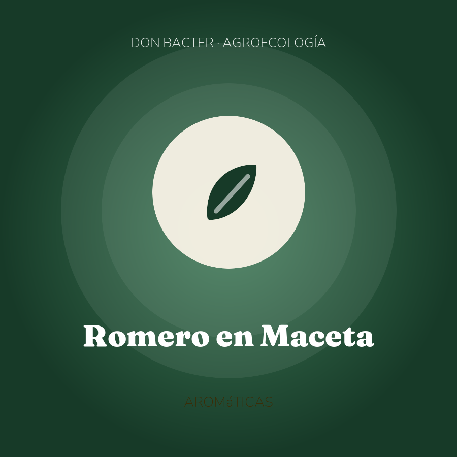 Romero en Maceta