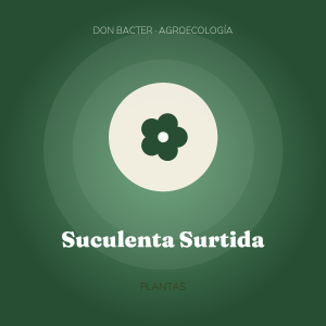 Suculenta Surtida