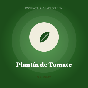 Plantín de Tomate